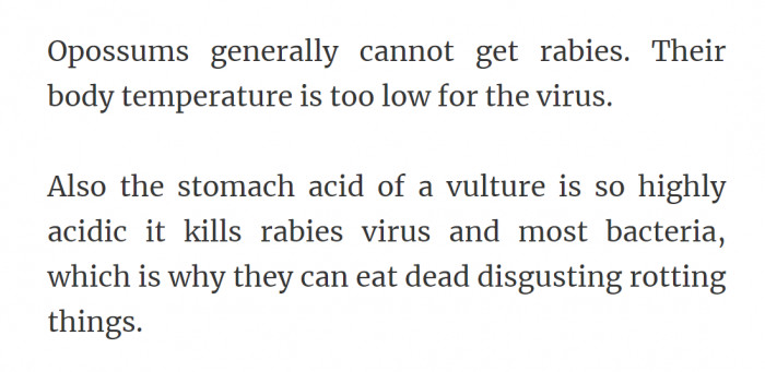 20. Opossums can't get rabies.
