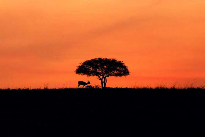 A Tranquil Morning In Masai Mara