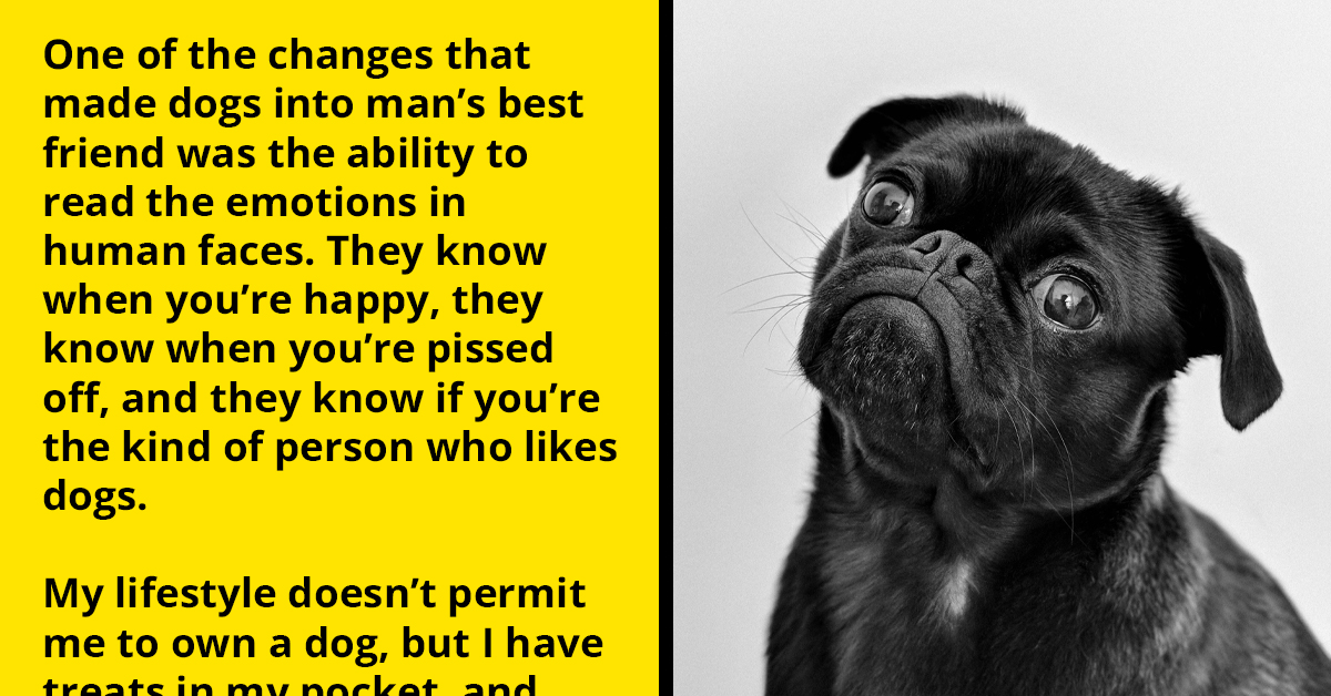 Online Community Debates Whether Dogs Can Sense If Someone Is a Dog Person