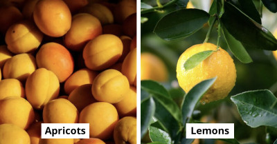 The 33 Powerhouse Fruits Redefining Modern Nutrition