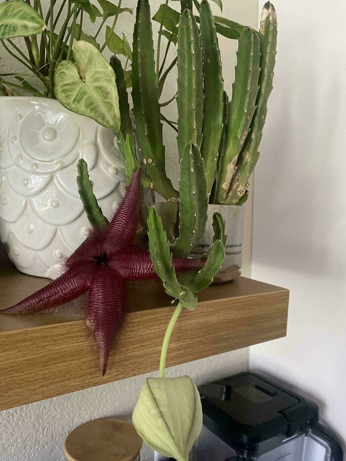 26. Watching A Friend’s Plants And Noticed A Nasty Smell In My Kitchen. It’s Coming From This Thing That Just Flowered, What Is It?