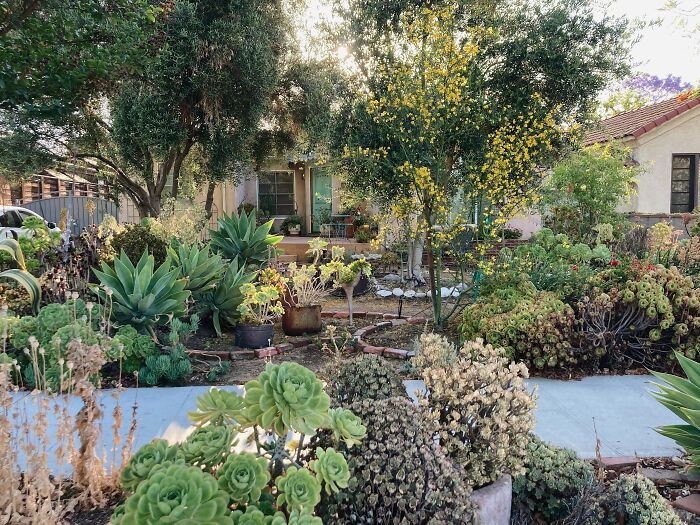 Succulent garden for the backyard.