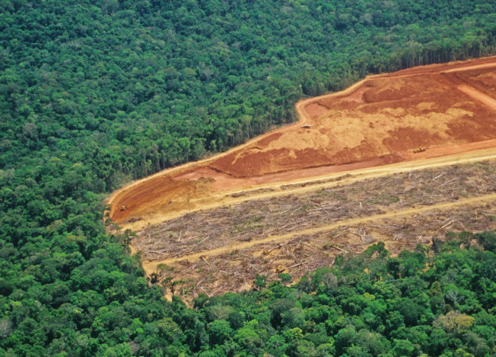 Remote Amazonian jungle landscape, highlighting threats like deforestation and illegal logging