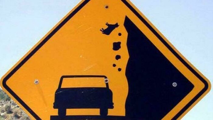 "Cows Falling?"
