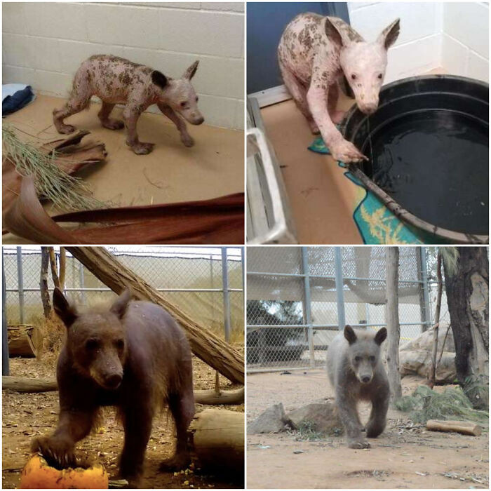 "Bear With Severe Mange Found Wandering In A California Neighborhood Gets Medical Help And A New Home"