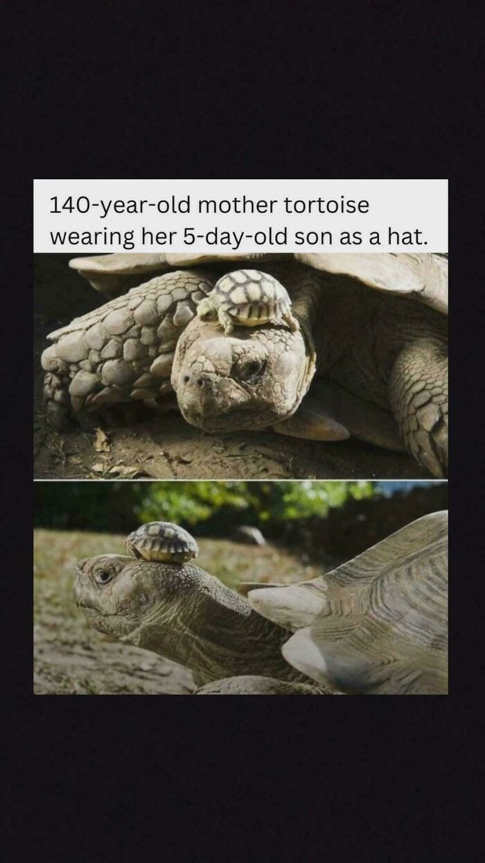"Tiny Dude On His Mother's Head!"