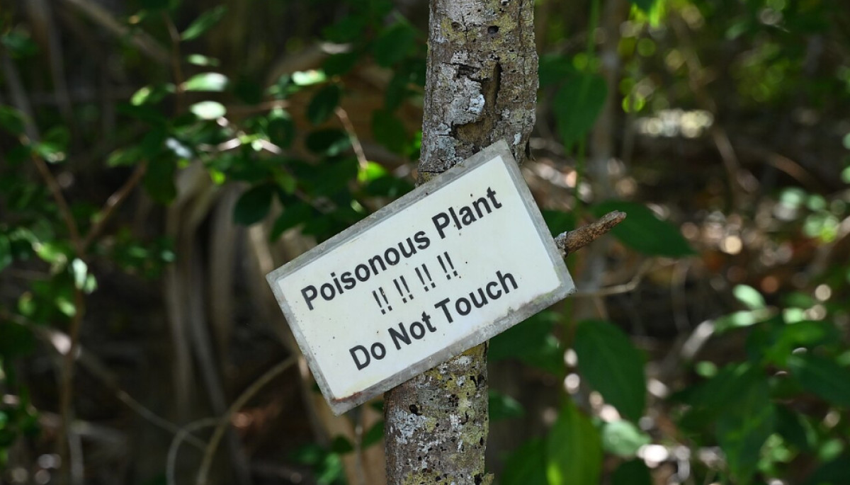 The Most Dangerous Tree in the World Can Blind You From a Single Touch