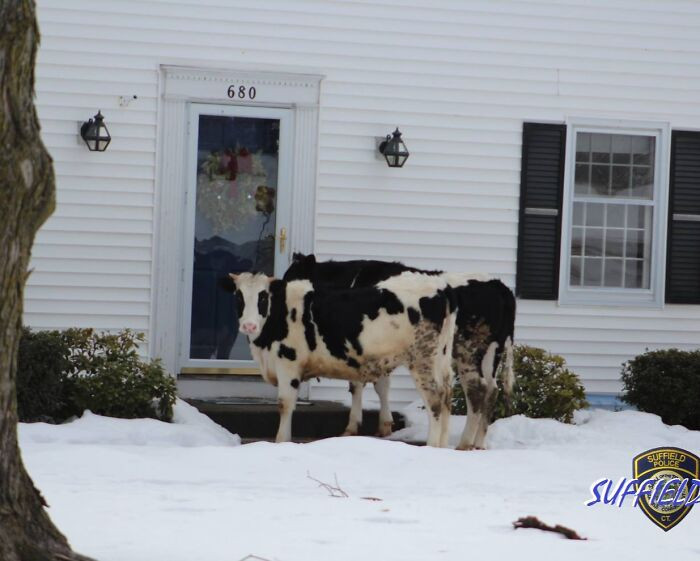 "Connecticut Police Apprehend 'Suspicious' Cows Outside A Resident's Front Door"