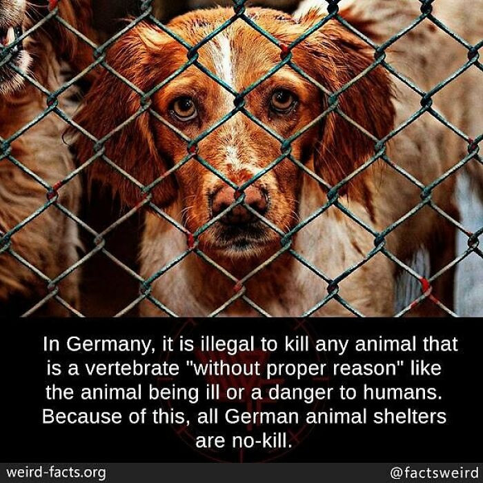 59. Due to a law in Germany, all German animal shelters are