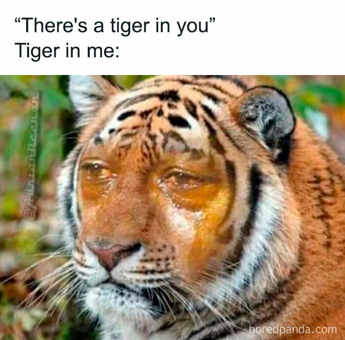 24. When the tiger in you is already exhausted