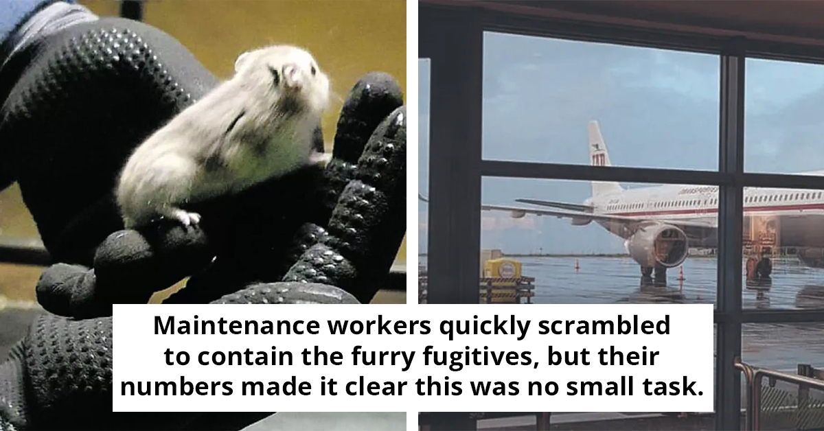 Furry Fugitives Ground Plane As Crew Races To Capture  130 Escapees