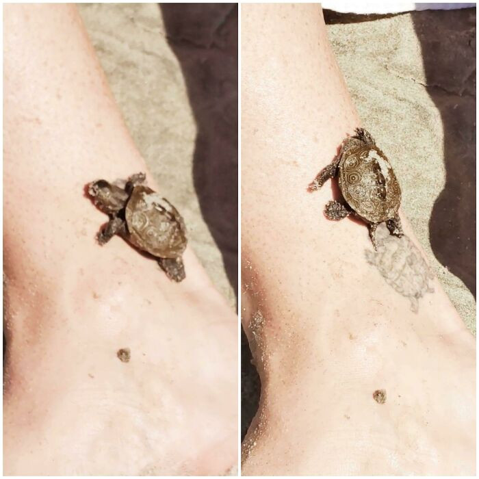 26. I Found A Turtle That Matches My Tattoo