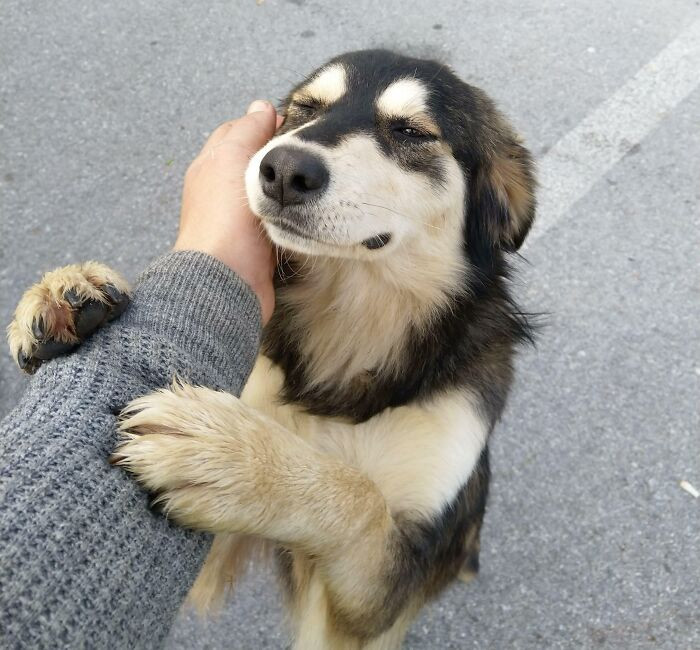 46. A Dog I Knew In My Last Job. My Job Was To Receive And Redistribute Things Like Food, Medication, Clothing, Blankets And Toys To People Who Need It