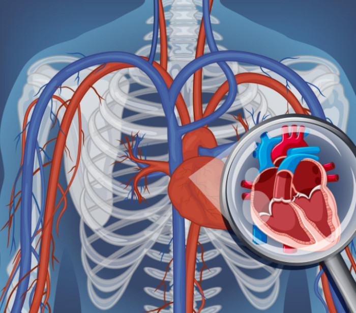 Heart Foundation Guidelines on Sugary Drinks and Alcohol