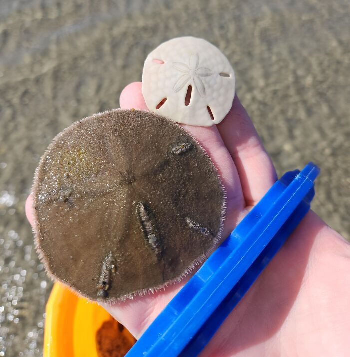 "A Live Sand Dollar vs. Not"