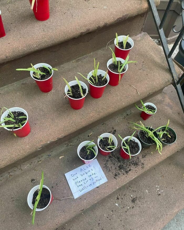 2. Generous Aloe Alert! Baby Aloe plants up for grabs on South Portland Ave near Dekalb. Get your green cuties now!