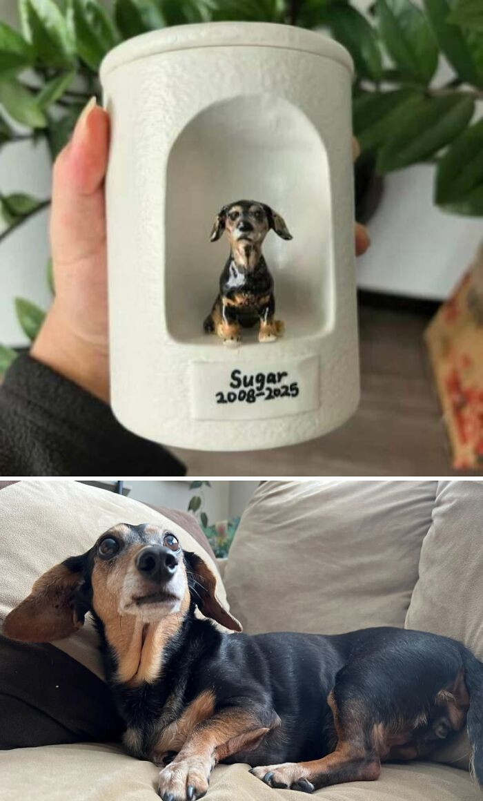 "A Forever Home For Our Most Loyal Companion"