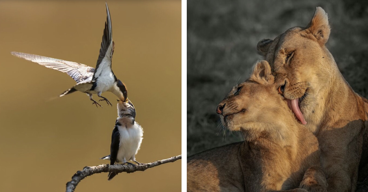 52 Unforgettable Wildlife Shots You Need to See