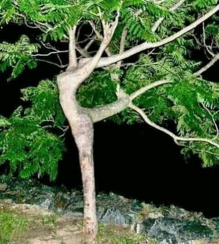 1. The magical tree lady dancing in a beautiful way