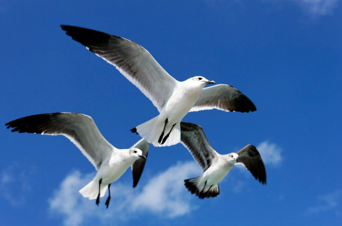 1. Albatrosses