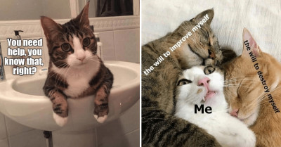 These Cute Cat Memes Perfectly Sum Up How Weird and Adorable Cats Are