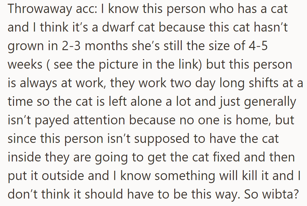 OP’s dwarf-sized cat is left alone for long shifts, will be spayed, and then put outside. OP worries about its safety.