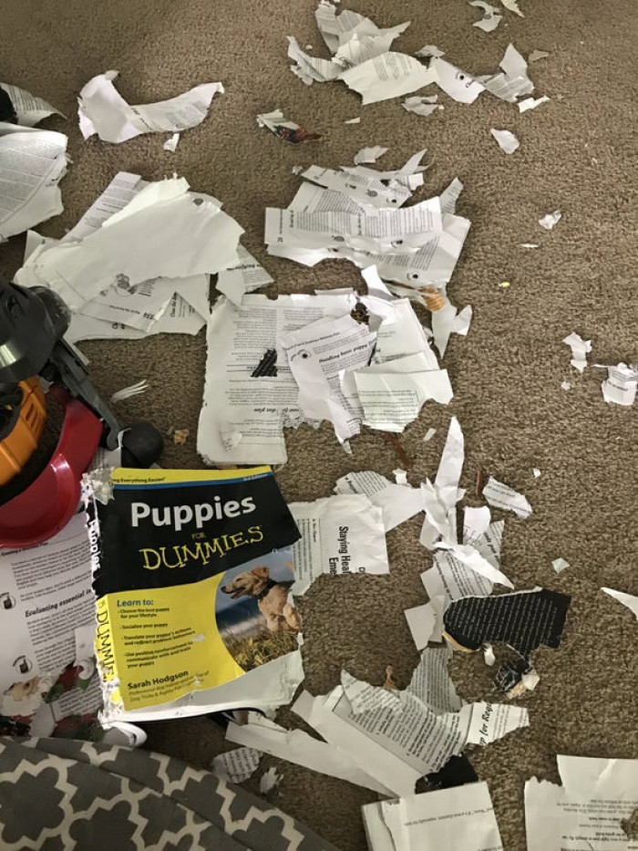 2. We’re off to a great start with the new puppies.