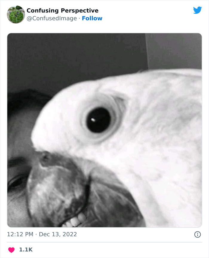 48. A parrot with teeth?