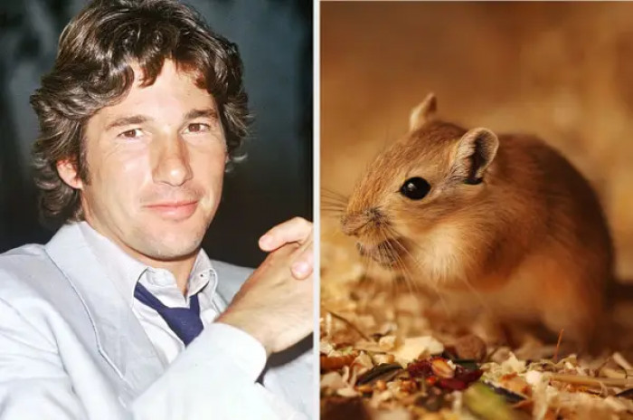 5. An '80s urban myth: Richard Gere was rushed to the E.R. because he inserted a gerbil up his rectum for pleasure.