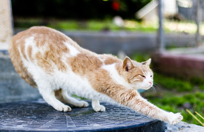Cat Facts About Sleep and Survival