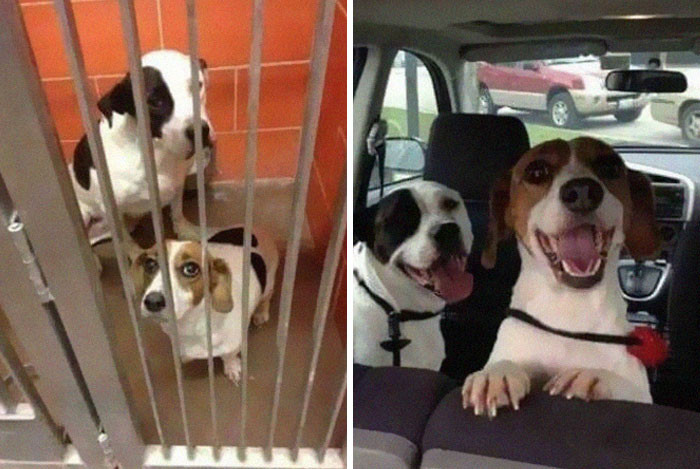 "Two Photos Taken An Hour Apart, Before And After Adoption"