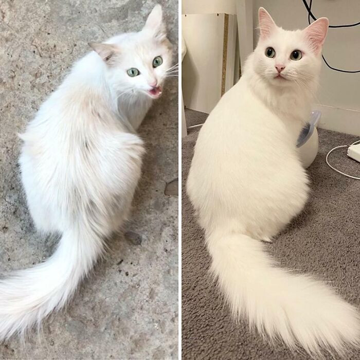 "I Rescued The Cat Off The Street. Photos Before And After. One Year Difference"
