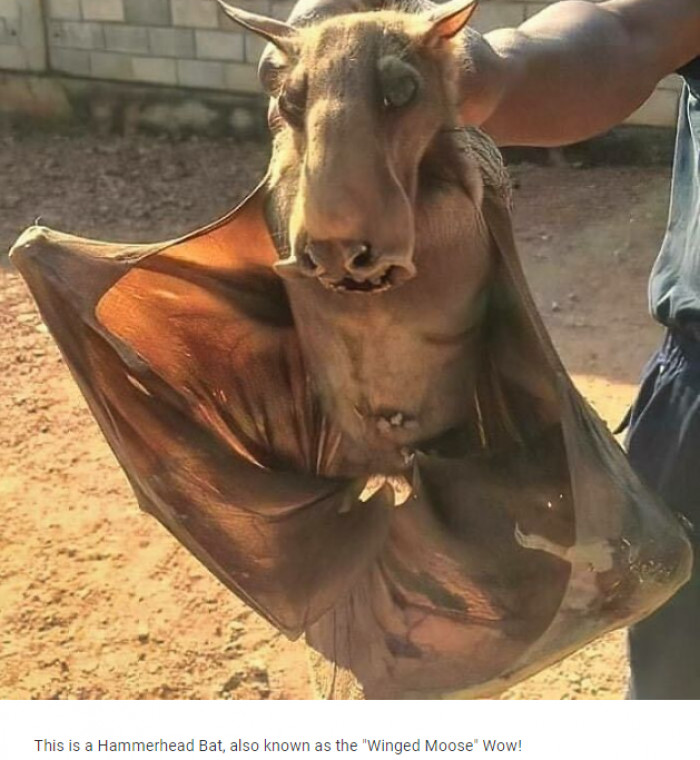 13. A hammerhead bat