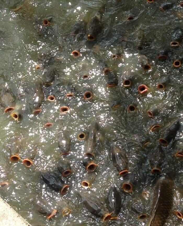 "This School Of Fish Close To The Surface Looks Like Some Ugly Alien Creature"