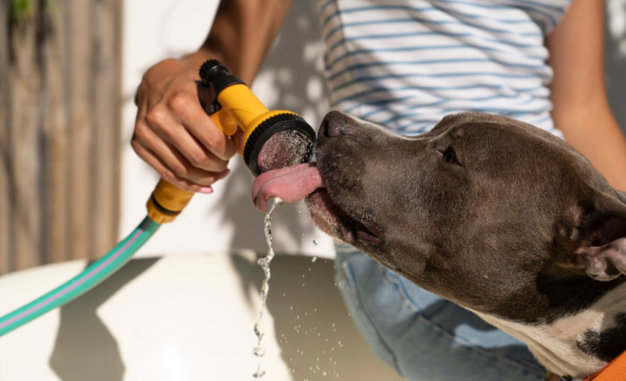 The Five-Second Pavement Test: RSPCA Heatwave Advice