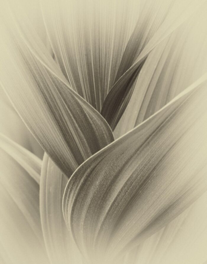 “Sculptural Botanic” By David Cook