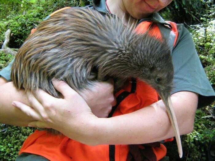 "This Is How Big Kiwis Are"