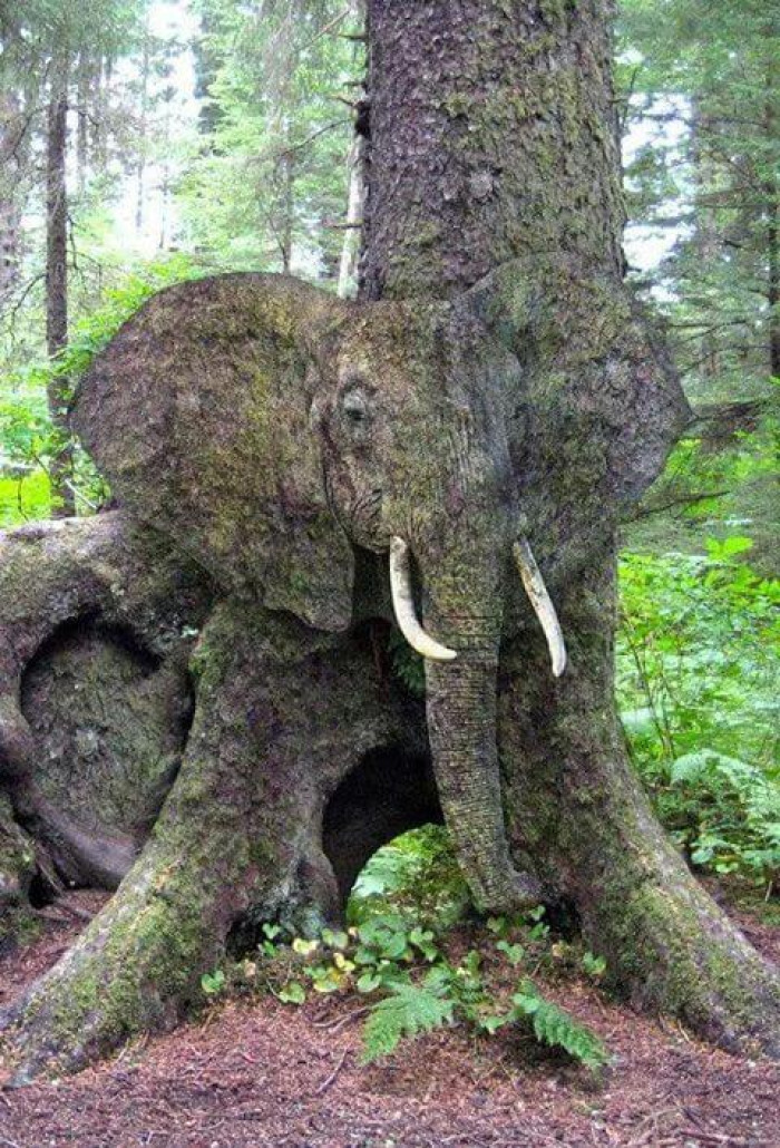 20. When nature beautifully carves an elephant in a tree