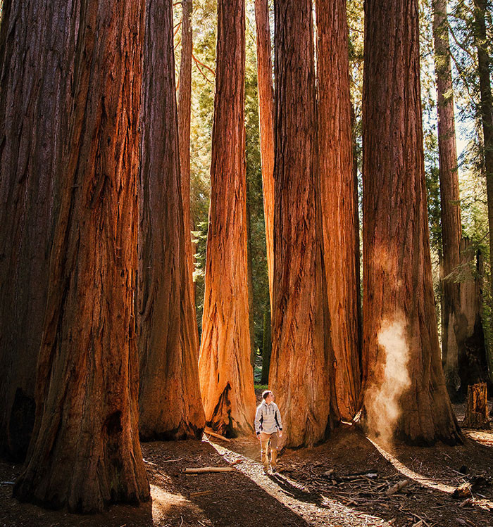 The coast redwood (Sequoia sempervirens), found along the Pacific coastline of the United States, mainly in California, is the tallest tree on Earth. Interestingly, the title of the world’s oldest living tree belongs to the bristlecone pine (Pinus aristata).