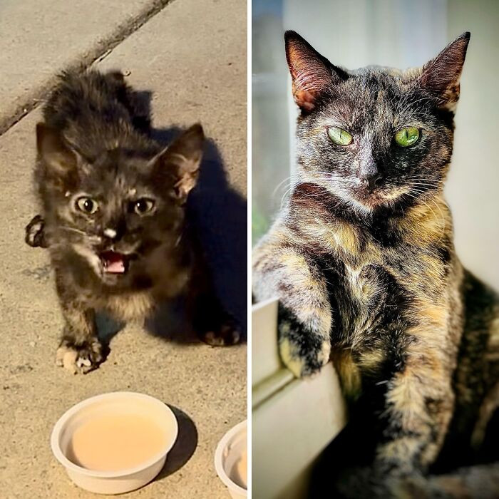 "This Feral Kitten Picked The Right Driveway To Try Her Luck At. Took Mercy On Her Now She’s Living Like A Queen. 6 Weeks vs. 6 Months"