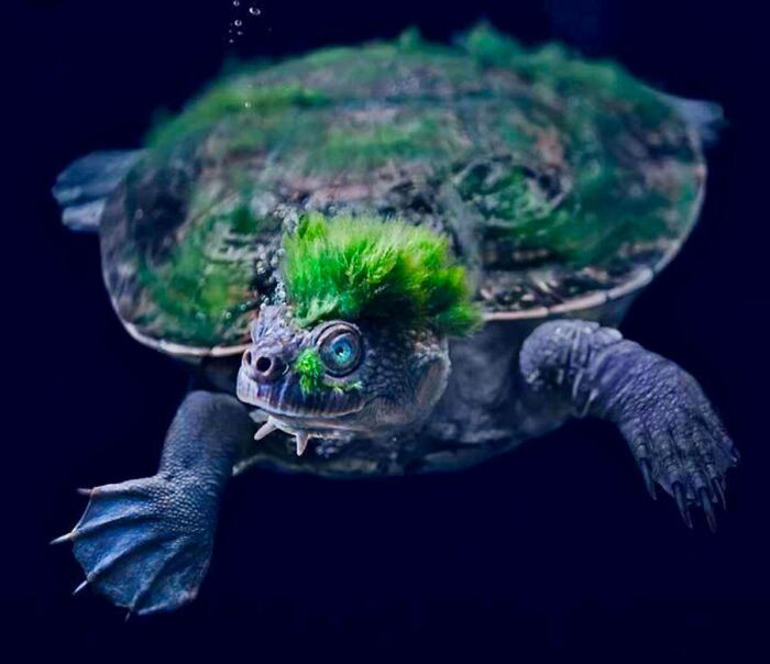 23. Mary River Turtle looking like a punk from the algae forming on its head.