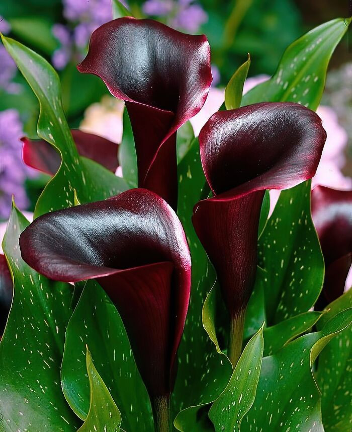 11. The color of this black Calla Lily is similar to beets!