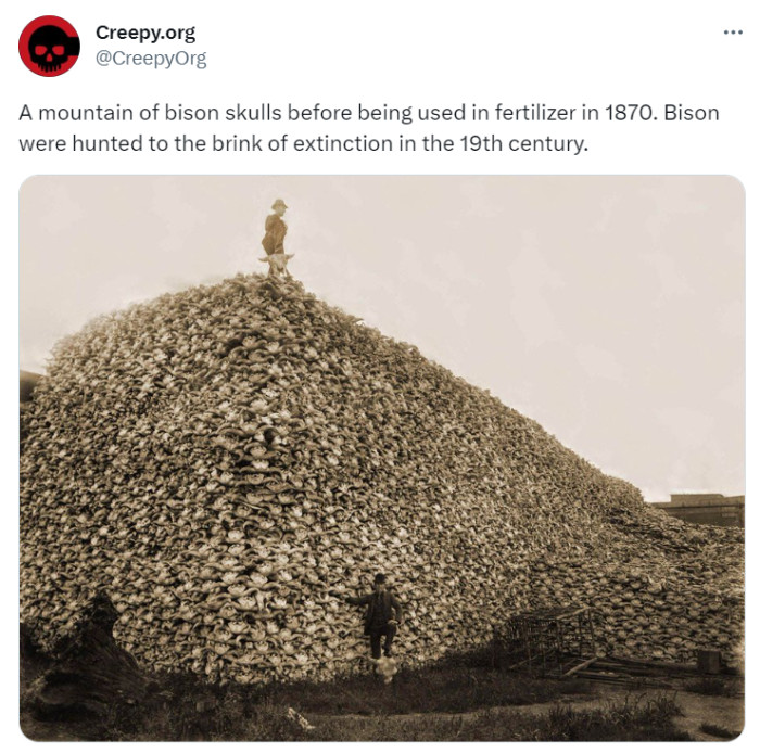 31. That's a LOT of bison