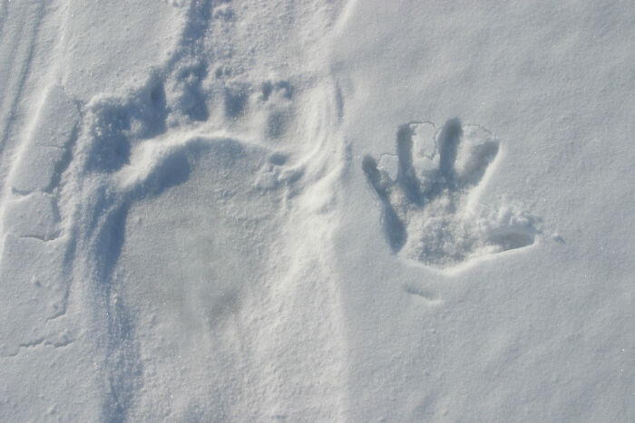 "Polar Bear Track With A Human Handprint For Size Comparison"