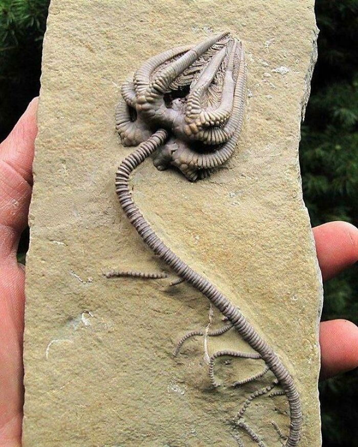 "An Incredibly Intact Crinoid Specimen Fossil Dating Back To About 345 Million Years Ago"