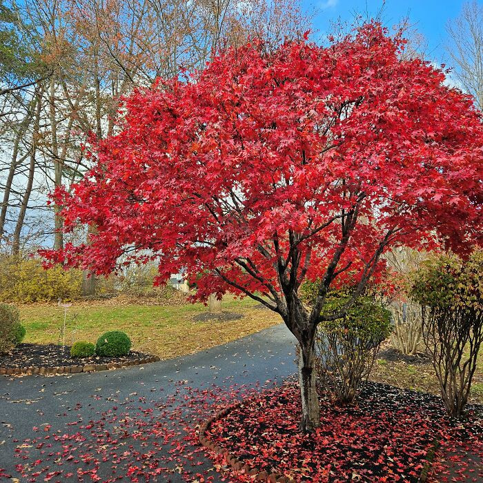 So Bright It Reminds Me Of Candy