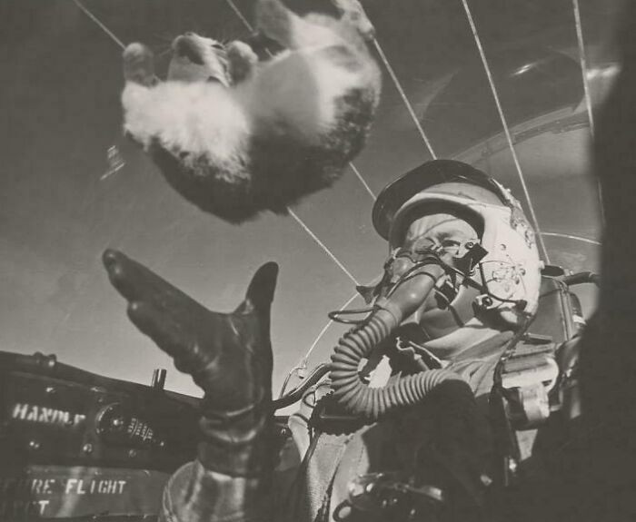 "To Study The Medical Effects Of Weightlessness In Space, Scientists Convinced Captain Druey P. Parks To Toss A Kitten In The Air While Cruising In His F-94c Jet At An Altitude Of 25,000 Feet"