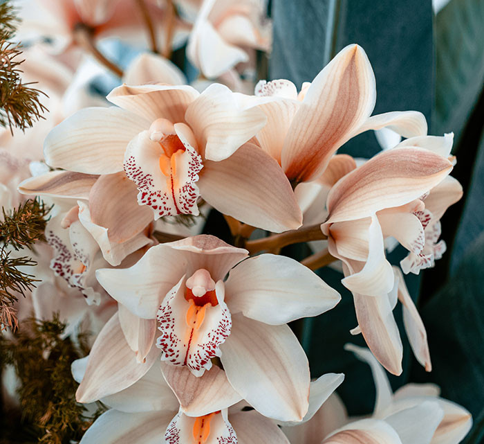 Some plants are capable of self-pollination. They transfer pollen from the anther to the stigma within the same flower. This allows them to reproduce without the help of pollinators, such as insects. Self-pollination happens in only a small number of plants. Examples include peanuts, orchids, peas, and sunflowers.