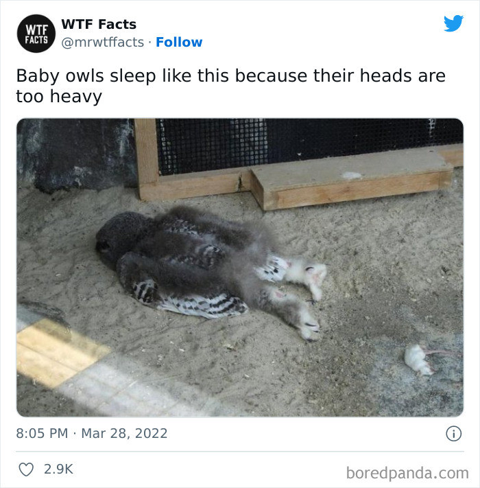27. The heads of baby owls are too heavy