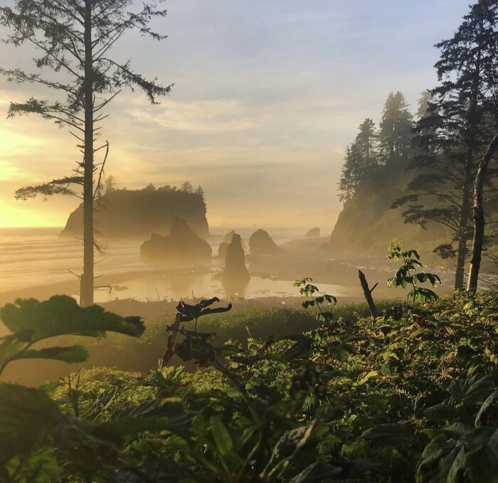 "The Area I Used To Work In Washington Looks Like Jurassic Park"